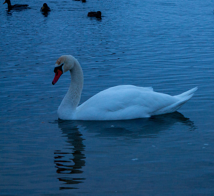 Swan resting on the lake one winter day