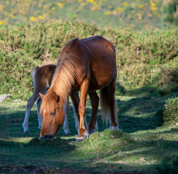 istock wild horses in galicia 1912751085