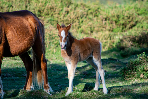 istock wild horses in galicia 1912752626