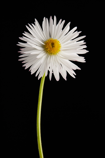 Daisy flower against black background