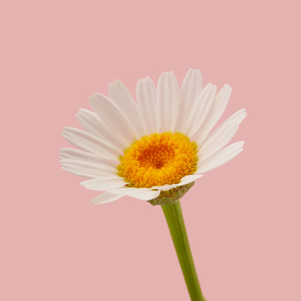 istock Single daisy flower against pastel pastel pink background 1912760902