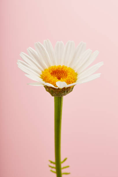 istock Single daisy flower against pastel pastel pink background 1912761935