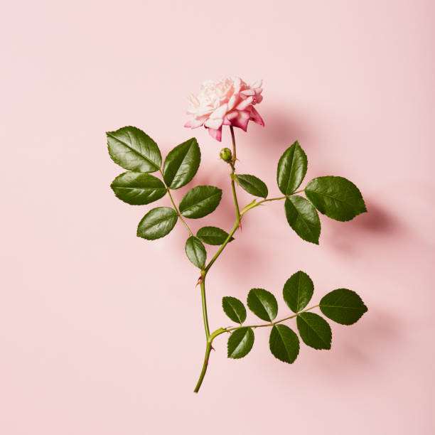 istock Vibrant single rose on a pink background with soft shadow 1912763986