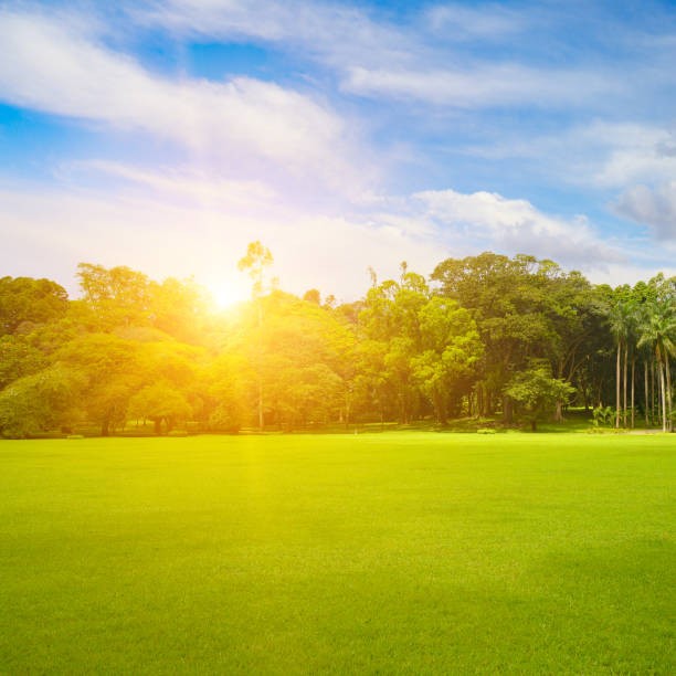 istock Beautiful park with green lawn at sunrise. 1912771258