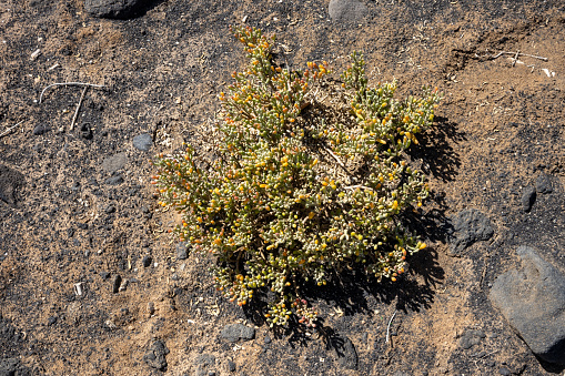 Small bush of succulent zygophyllum during a sunny day. Growing in the soil made of sand and volcanic black stones. Lanzarote, Canary Islands, Spain.