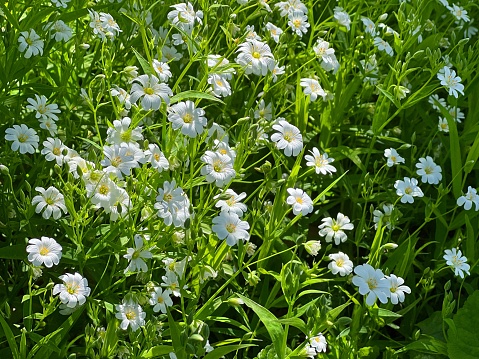 White flowers rabelera holostea greater stitchwort starwort.