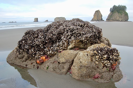 This Rock Is Home To Different Sea Life