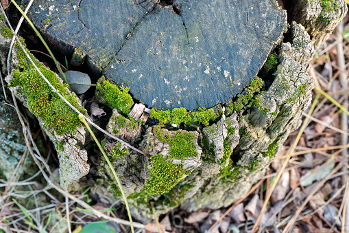 Mossy rotten tree stump at autumn.