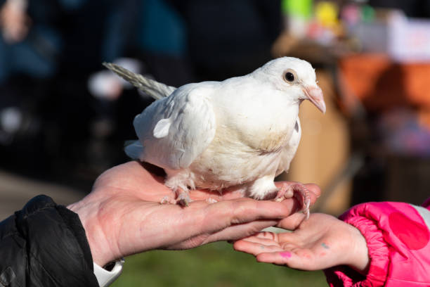 istock White bird carrier pigeon on the hands 1912836853