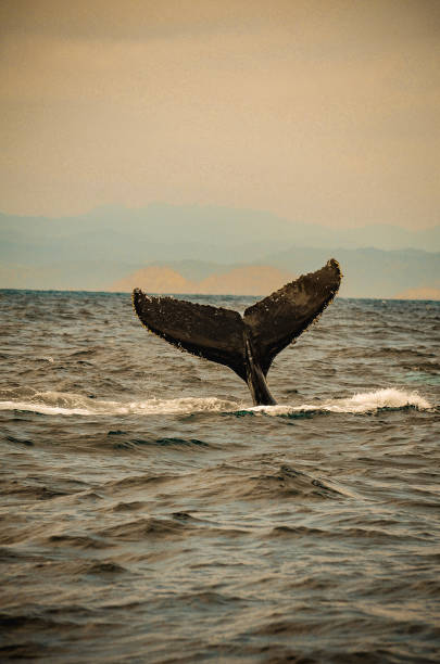 istock The Tail of a Humpback Whale 1912865517