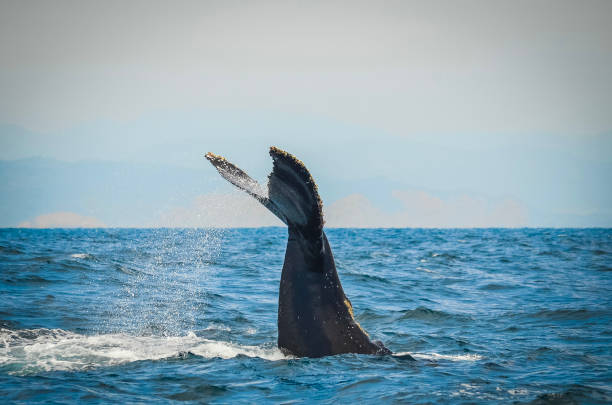 istock Outstanding Tail of a Humpback Whale 1912865522