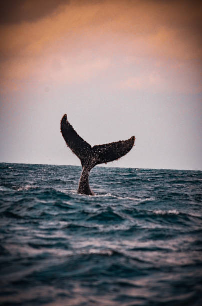 istock Tail of a Humpback Whale 1912865977
