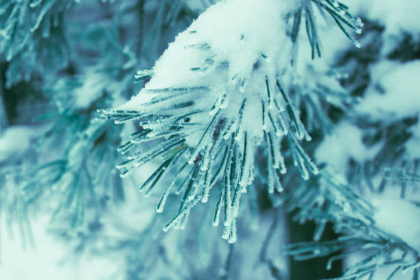 Winter christmas background - snow falling on pine tree branches.