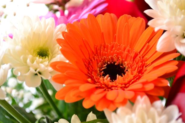 istock Colorful flowers 1912869786