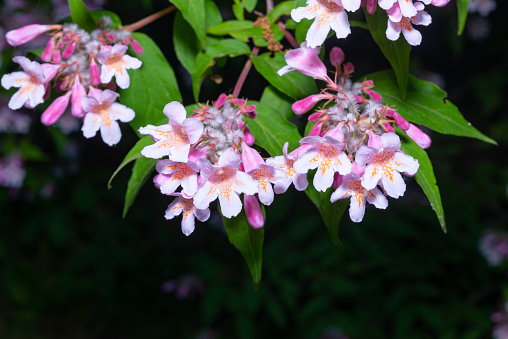 Kolkwitzia amabilis - pink flowers of a flowering bush in the collection of a botanical garden in Odessa, Ukraine