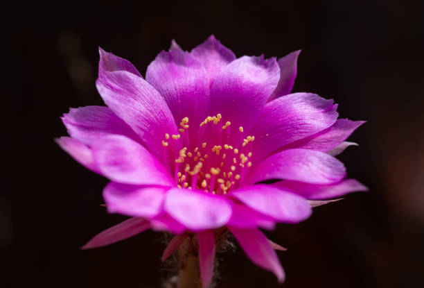 echinocereus - jasny szkarłatny lub czerwony kwiat kaktusa na czarnym tle w ogrodzie botanicznym - single flower flower cactus hedgehog cactus zdjęcia i obrazy z banku zdjęć