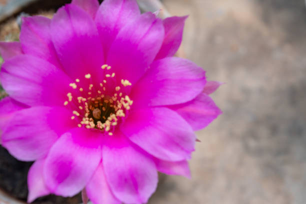 echinocereus - jasny szkarłatny lub czerwony kwiat kaktusa na czarnym tle w ogrodzie botanicznym - single flower flower cactus hedgehog cactus zdjęcia i obrazy z banku zdjęć