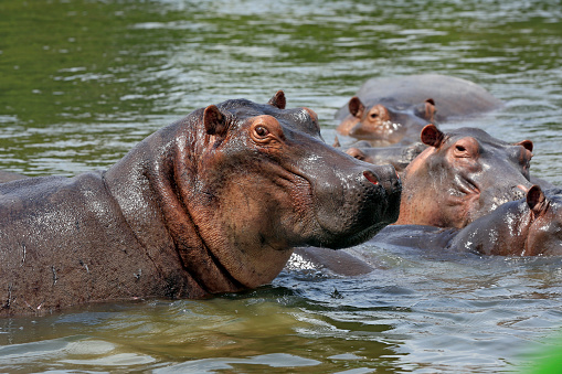 Hippopotamus (Hippopotamus Amphibius) in Lake. Murchison Falls National Park, Uganda