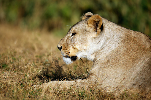 Close-up of a Lioness in Profile, Resting in Grass. Amboseli, Kenya