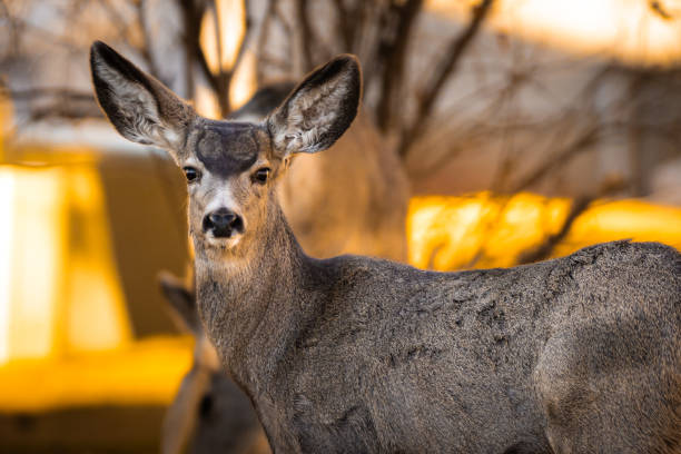 istock Brown mule stands in a peaceful environment with its neck arched gracefully 1912881447