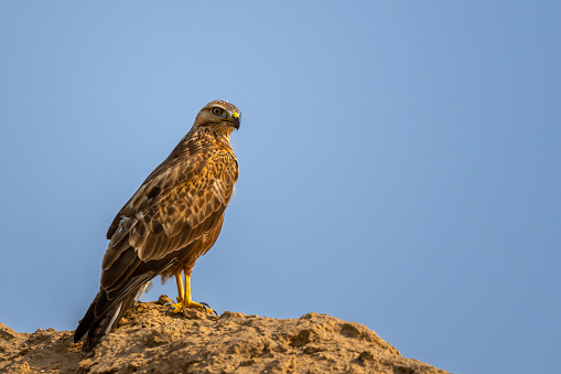 The Harris's hawk (Parabuteo unicinctus), also known as the bay-winged hawk, dusky hawk, and  wolf hawk. Bird of prey that breeds from the southwestern United States south to Chile, central Argentina, and Brazil.  Sonoran Desert, Arizona.