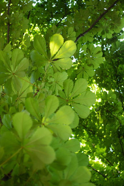 istock Green leafs of the trees, summer 1912912266