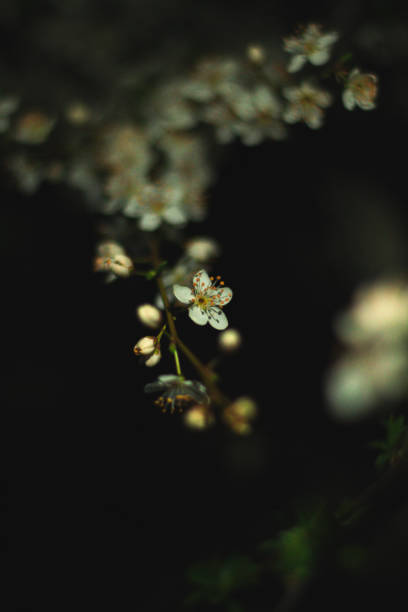 istock Spring flowers, night black background, nature 1912915383
