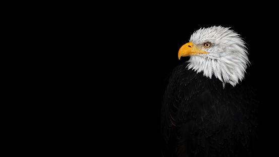 A close-up side-portrait of a bald eagle (Haliaeetus leucocephalus) looking to the left, black background, copy space, negative space, minimalism, large size