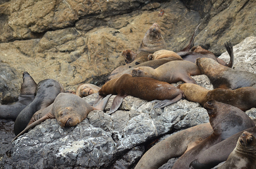 A group of howling Sea Lions in Puerto Lopez, Ecuador.