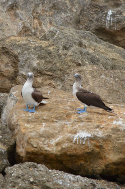 istock Two Blue-Footed Booby Birds Up Close 1912935219