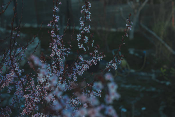 Spring flowers, blossom, nature