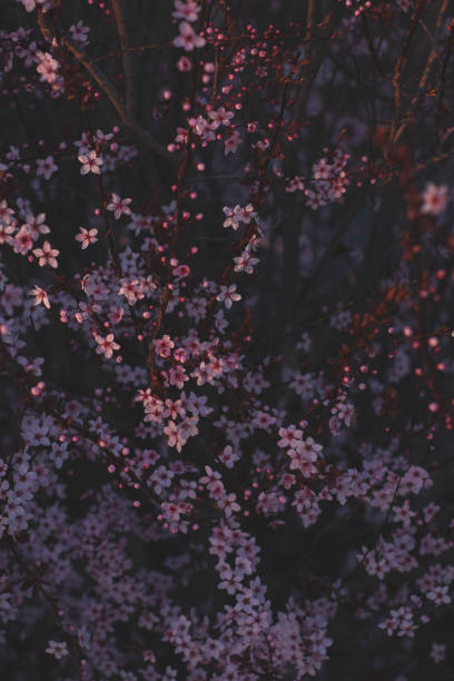 istock Spring flowers, colorful background, nature 1912946168