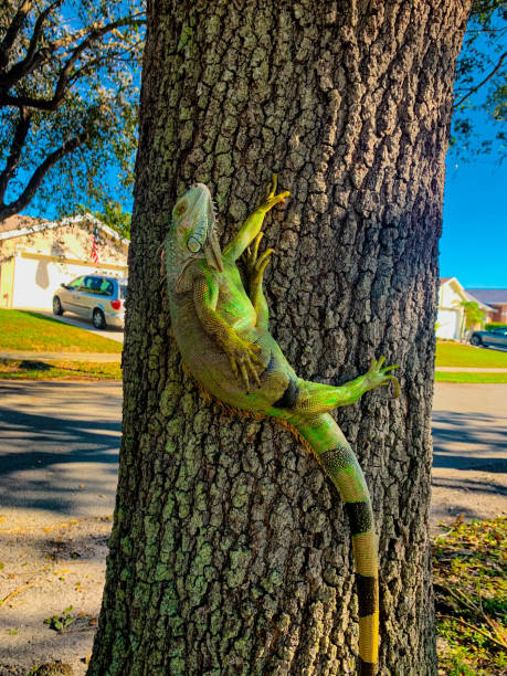 Frozen Iguanas Caught in a wintry surprise! Witnessing a rare sight of a frozen iguana amidst the icy grasp of nature. Despite the chill, these resilient creatures adapt to unforeseen conditions. delray beach fl stock pictures, royalty-free photos & images
