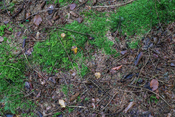 istock View on a forest ground texture with moss and branches found in a european forest. 1912998078
