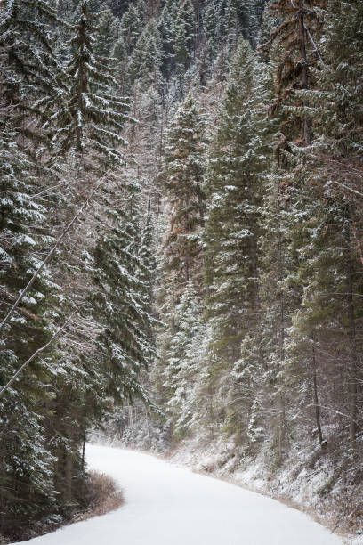 istock Road from Tally Lake 1913011428