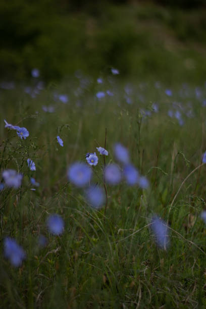 istock Blue flowers on the field, beautiful nature 1913038949