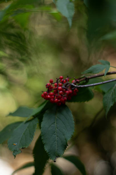 istock Pyracanthas red column fruits, beautiful nature 1913052431