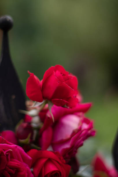 Red rose, growth flower, beautiful nature