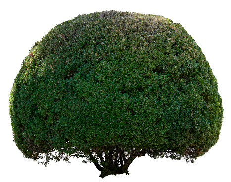 Round boxwood bush isolated on background, growing ornamental shrub for garden