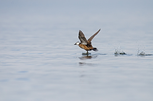 White-headed Duck (Oxyura leucocephala) taking off in Lake Burdur.