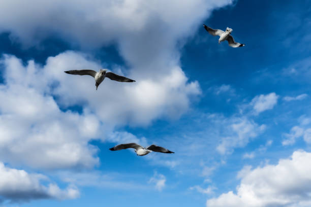 In this scene, seagulls soar gracefully through a vast sky adorned with fluffy clouds, creating a mesmerizing spectacle of freedom and elegance. The play of light on the clouds enhances the dynamic beauty of the birds in flight, evoking a sense of tranquility and natural harmony.