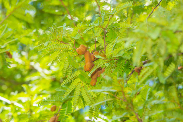 Sweet tamarind and leaf on tree. Raw tamarind fruit hang on tamarind tree in garden with natural background closeup in Sri Lanka