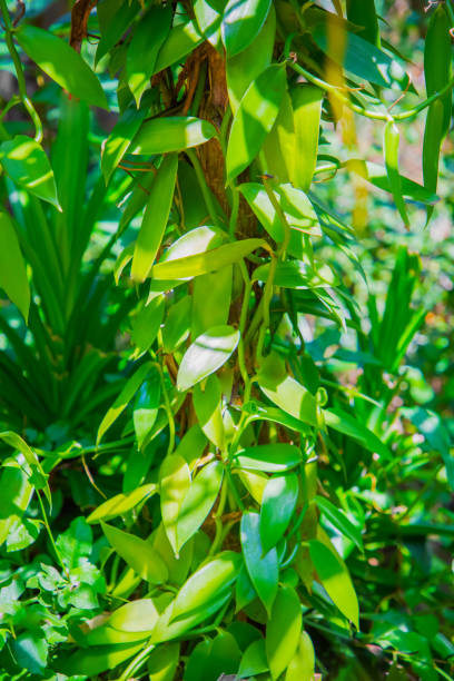 istock Bunch of green vanilla bean growing on tree 1913113428