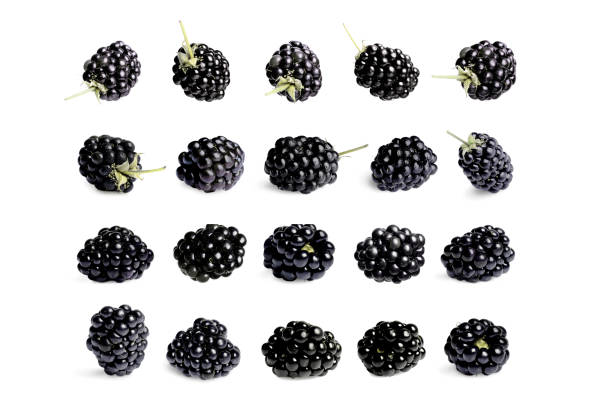 Set with tasty ripe blackberries isolated on white