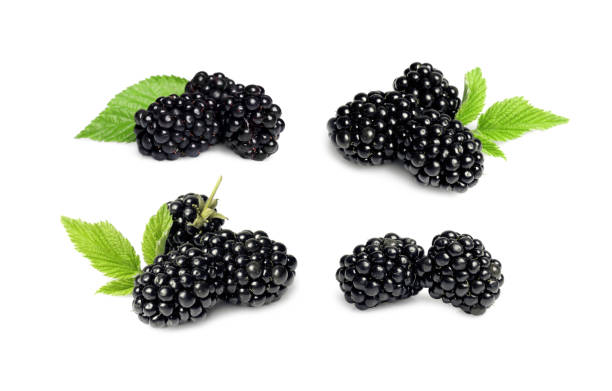 istock Set with tasty ripe blackberries isolated on white 1913120149