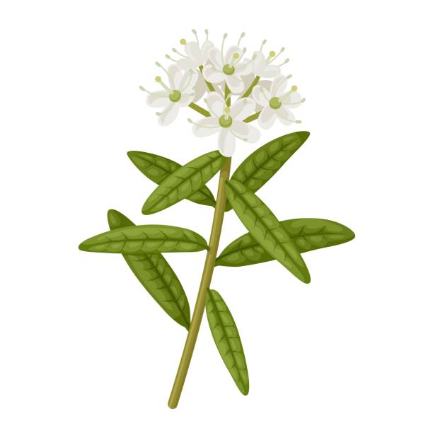 Labrador Tea Labeled 90+ Thé Du Labrador Photos, taleaux et images libre de droits - iStock