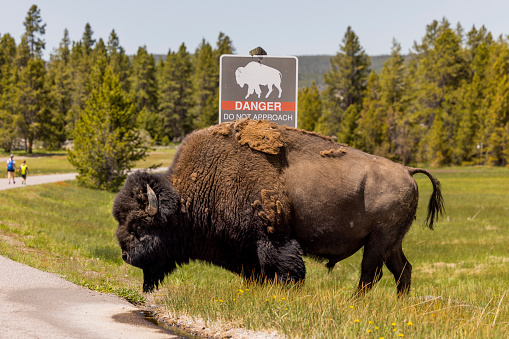 A lone male Bison walking infront of a danger, wildlfe sign at Upper Geyser Basin in Yellowstone National Park in Wyoming USA