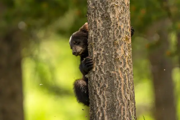 A black bear cub climbs a tree at Tower in Yellowstone National Park