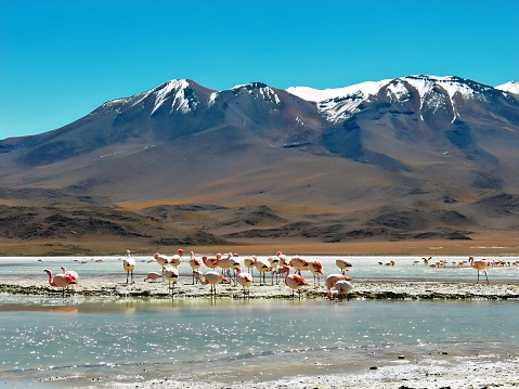 Flamencos en Laguna Colorada, Bolivia