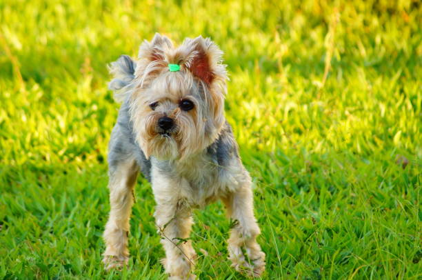 istock yorkshire dog on green lawn 1913162848